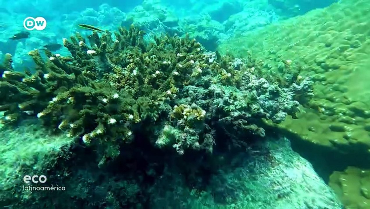 Restauradores de arrecifes: la reproducción sexual y asexual de los corales