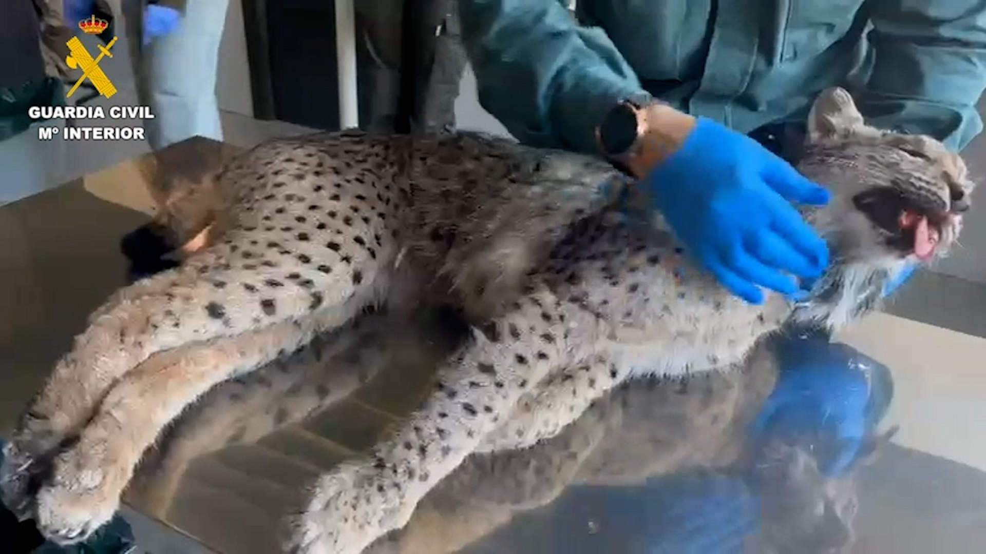 La biodiversidad en la Comunidad de Madrid ha sufrido un revés inesperado tras el hallazgo del cadáver de un ejemplar de lince ibérico en el municipio de San Fernando de Henares. El animal, un macho adulto, fue localizado el pasado viernes en el margen de la carretera M-203, presentando lesiones externas que apuntaban desde el primer momento a un impacto fatal contra un vehículo.
El descubrimiento se produjo gracias a la colaboración de un ciudadano, quien alertó a la Guardia Civil tras divisar al felino tendido en la cuneta. De inmediato, efectivos del Servicio de Protección de la Naturaleza (SEPRONA) y agentes forestales de la Comunidad de Madrid se desplazaron al punto kilométrico indicado para realizar una inspección ocular y proceder al levantamiento del cuerpo bajo una estricta cadena de custodia.
Los restos fueron trasladados al Centro de Recuperación de Animales Silvestres (CRAS) de la región, donde los expertos veterinarios realizaron la necropsia pertinente. Los resultados finales han sido concluyentes: el lince falleció debido a diversos traumatismos y heridas internas compatibles con un atropello.
Lo que más ha sorprendido a los investigadores es la asombrosa trayectoria del animal. Gracias a que el ejemplar portaba un chip de identificación, se pudo constatar que se trataba de un macho de entre 8 y 9 años que se había desplazado desde la Comunidad Valenciana hasta Madrid. Este periplo, que supone cruzar gran parte de la península sorteando infraestructuras y zonas urbanas, se realizó de forma totalmente anónima para las autoridades madrileñas.
Fuentes de la Consejería de Medio Ambiente, Agricultura e Interior han sido tajantes al respecto, señalando que "no se tenía constancia" de la presencia de este lince en la región hasta que fue encontrado muerto en la vía pública.
Este trágico suceso pone de relevancia los peligros de la dispersión natural de la especie. Sin embargo, la administración regional ha querido lanzar un mensaje de tranquilidad respecto a los programas de reintroducción controlada. En este sentido, han confirmado "el buen estado" de Uraclio, otro ejemplar macho de dos años y medio que habita en Madrid desde el pasado agosto. A diferencia del lince fallecido, Uraclio procede de Guadalajara y está monitorizado permanentemente mediante un collar de seguimiento, lo que permite a los técnicos de la Dirección General de Biodiversidad asegurar su bienestar y seguridad.