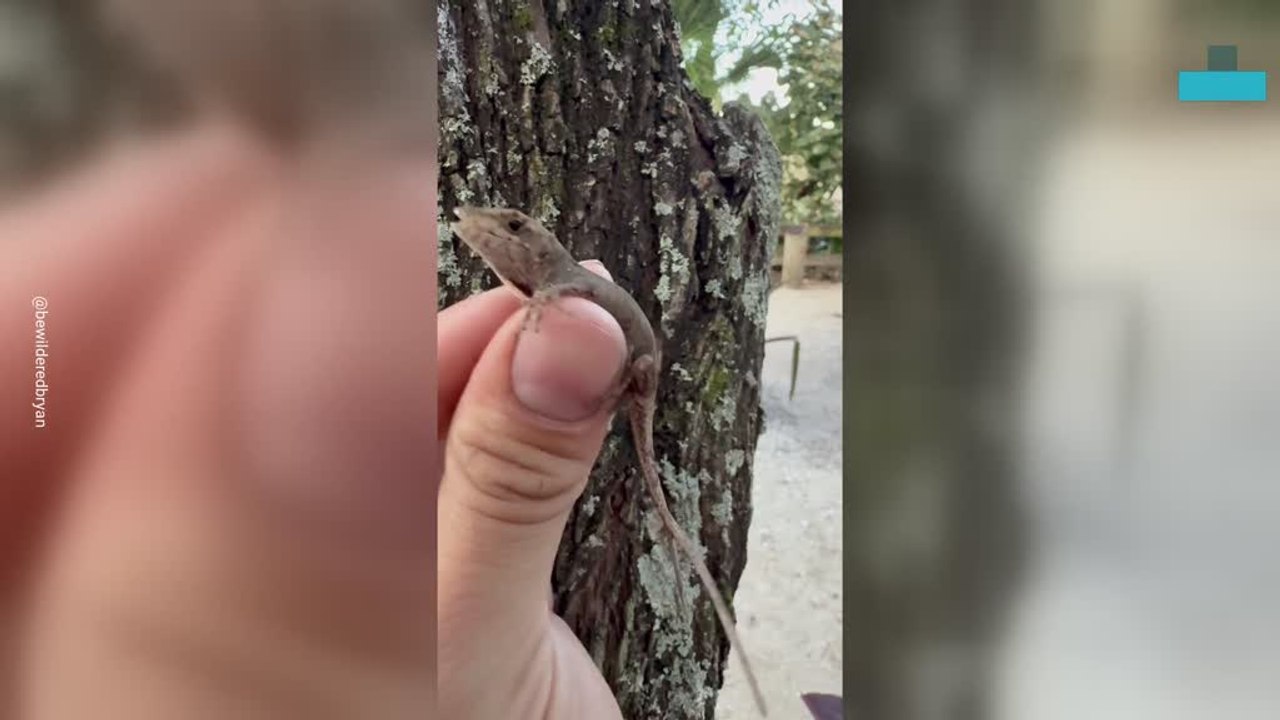 Lizard With Two Tails