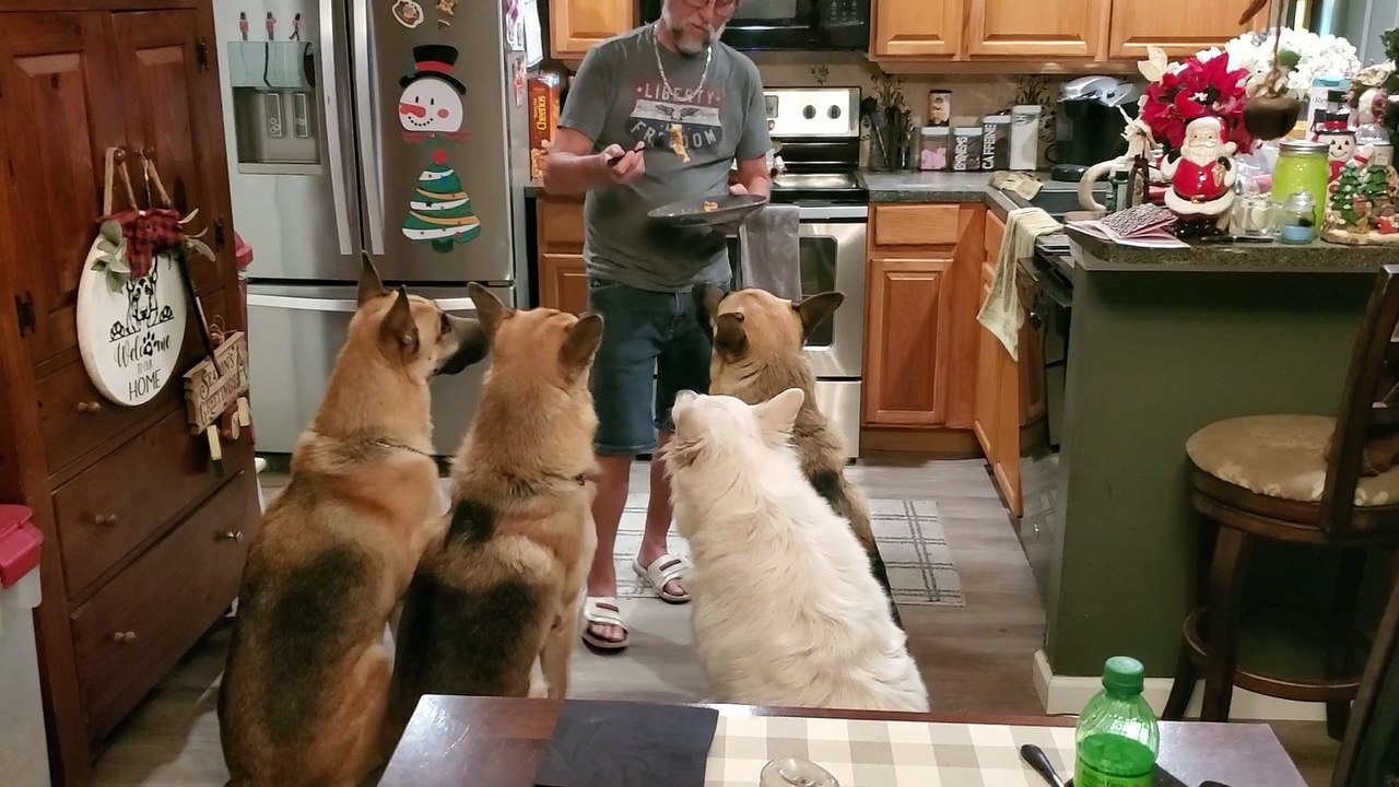 Hilarious Dogs