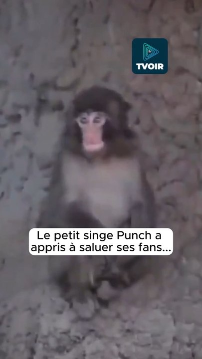 Le singe du Japon « Punch » qui a fait le tour des réseaux vient d’apprendre à saluer ! 😍🐒