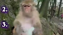 Ranking Funniest Monkey’s Moments 😂🙉 #monkey #funnyanimal #animalshorts #monkeyvideo #viral [Full Movie]