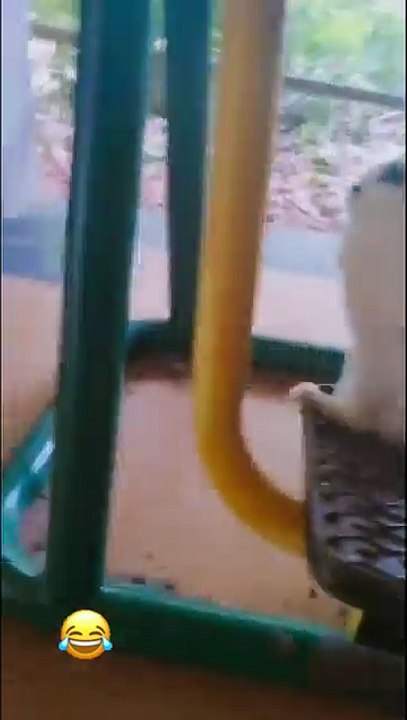 Funny Animal Videos