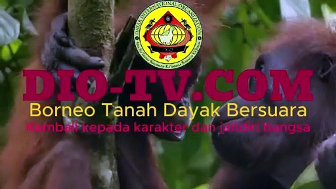 Illegal Gold Mining and Trading Siman Bahar Bong Kin Pin Nilai Kerugian Kerusakan Lingkungan Terbesar Sepanjang Sejarah di Provinsi Kalimantan Barat