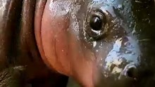 Baby pygmy hippo stealing hearts at Arizona zoo