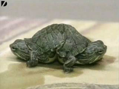 Two-Headed Turtle