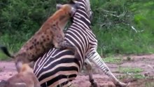 An injured zebra is targeted and brought down by a spotted hyena clan 🔥