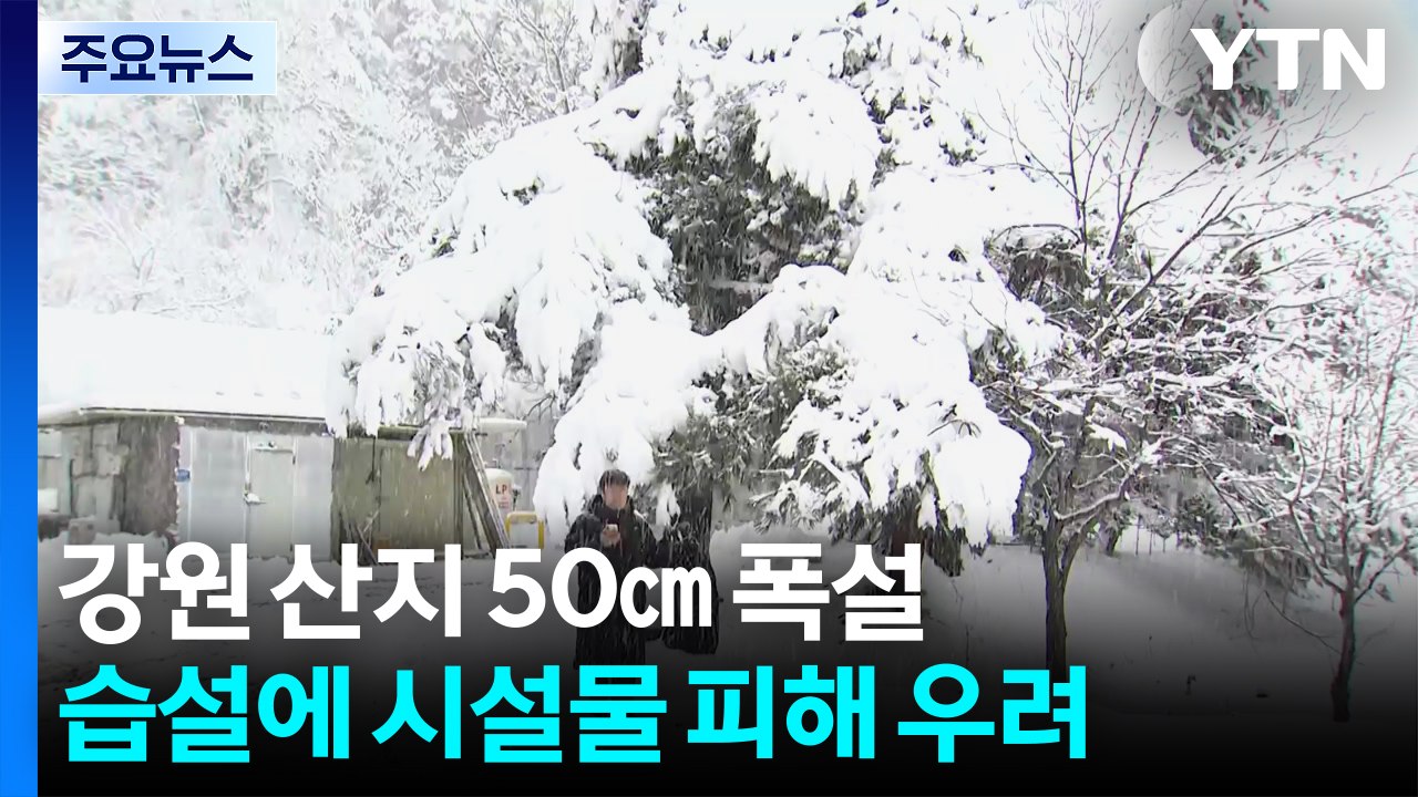강원 산지 50㎝ 폭설...산불 걱정 덜었지만. 눈 피해 우려 / YTN
