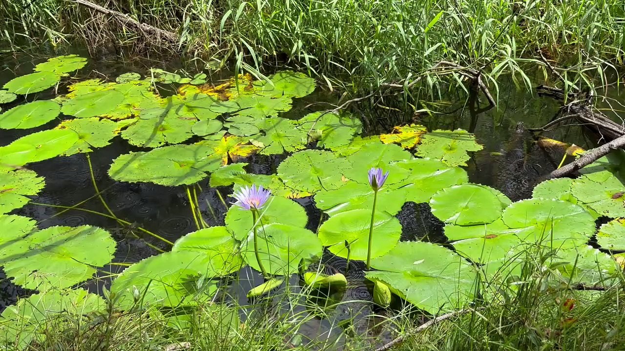 Water lily 02