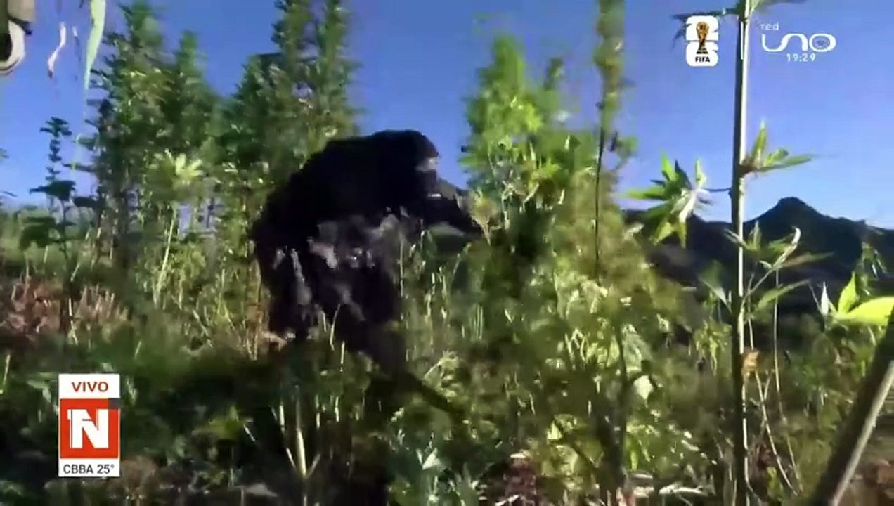 CBBA clip plantas