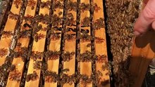 Australian bees helping science