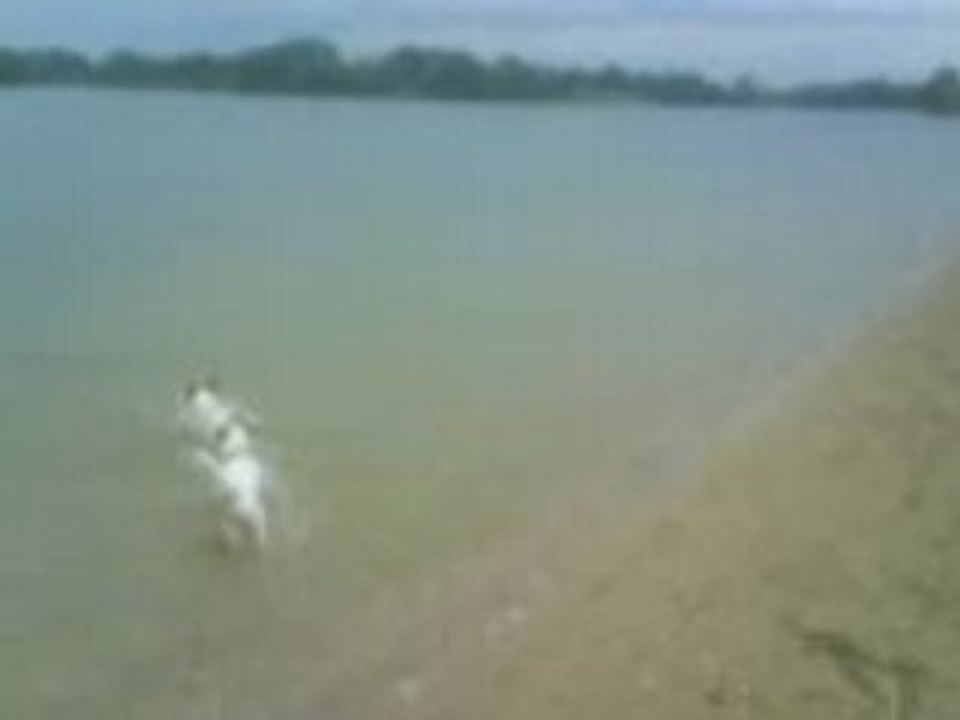 Les monstres qui courent dans l'eau