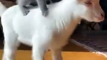 Cat Ride on Baby Goat #cat #kingdomofawais