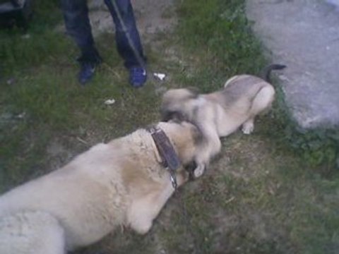 Sivas Kangalı - Sivas Dog