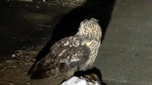 A Eurasian eagle-owl flys off with a freshly-killed domestic cat 🙀 🦉 🔥