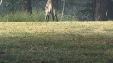 Kangaroos fighting