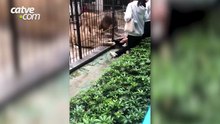 Menina de 10 anos sofre ataque de leoa em zoológico na China; vídeo