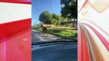 Cavalo solto na BR-376 em Apucarana assusta motoristas; veja
