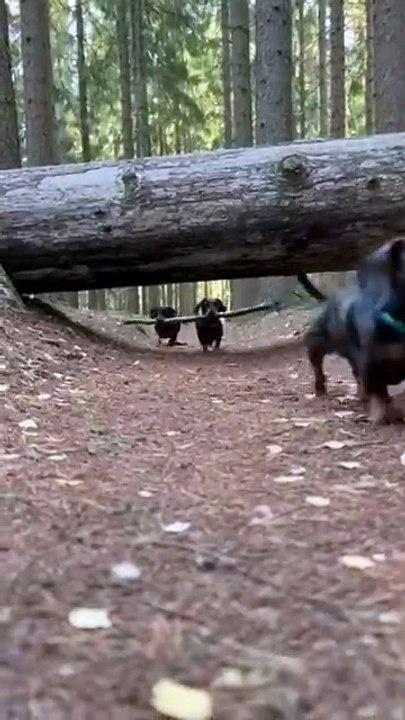 Dachshund Puppies #dog #kingdomofawais