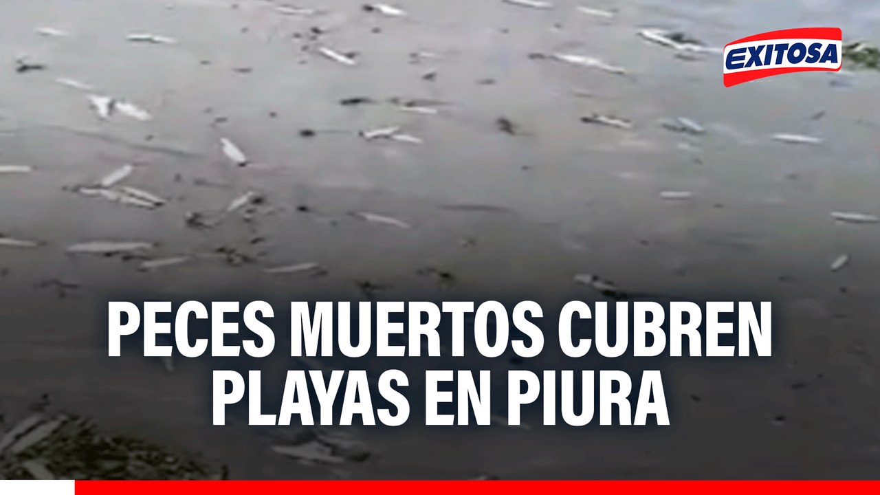 Alarma ambiental en Piura: Toneladas de peces m...