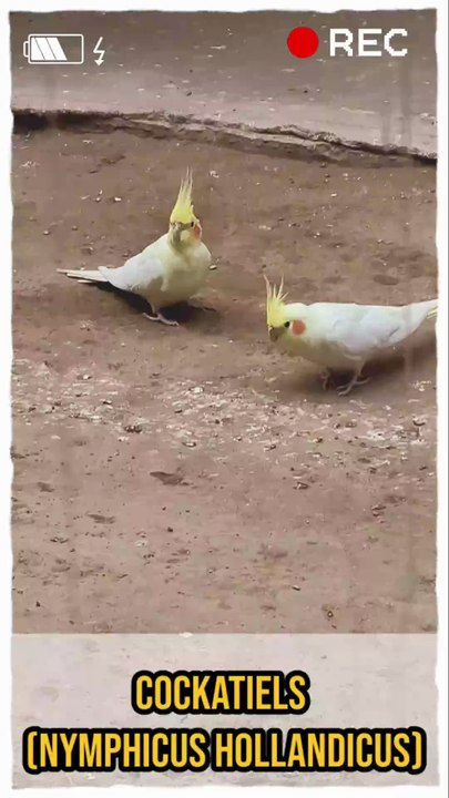 Why are Cockatiels literally the drama queens of the bird world? 🎭