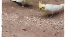 Why are Cockatiels literally the drama queens of the bird world? 🎭