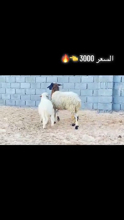 Baby’s First Sheep Friend – Too Adorable! 🥹  This Sheep Loves the Baby! 🐑👶