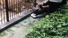 Leoa ataca criança em zoológico na China