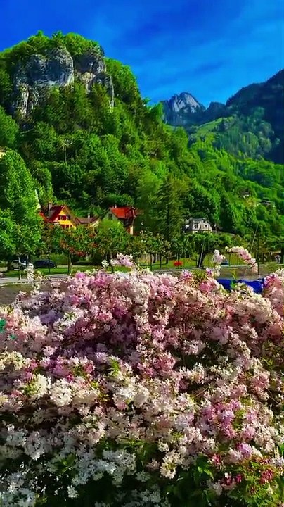 VID- garden follows