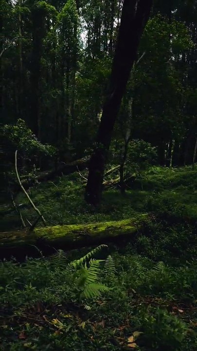 VID-2026  jungle