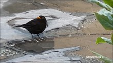 Merlo che beve dalla pozzanghera