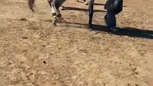 🐎✨ Amazing Horse Dance