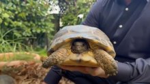 El hombre con 400 tortugas en el jardín: "Por la mañana las saludo una a una mirándolas a los ojos"