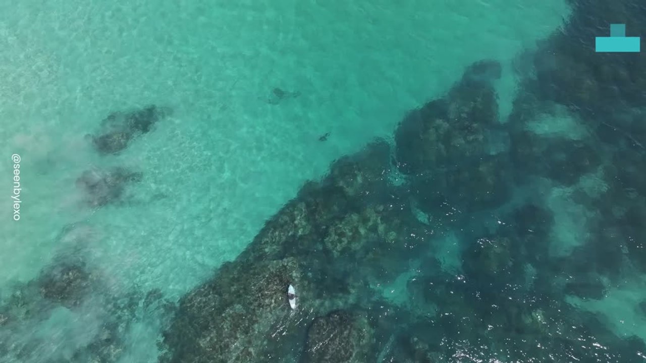 Surfer Passes a Shark While Catching a Wave