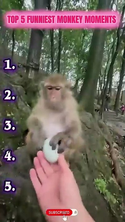 Ranking Funniest Monkey’s Moments 😂🙉 #monkey #funnyanimal #animalshorts #monkeyvideo #viral [Full Movie] [Full Movie]