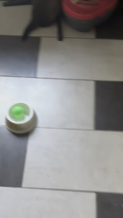 Moment détente avec la meute.. des bêtises encore des bêtises