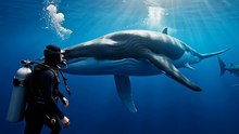 Whale Protects Diver From Shark 🔥The Ocean’s Guardian