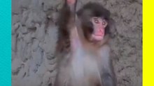 Punch, el bebé macaco rechazado que ahora enamora al mundo con su saludo