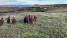 Pingüinos se encontraron con un gato en las Islas Malvinas