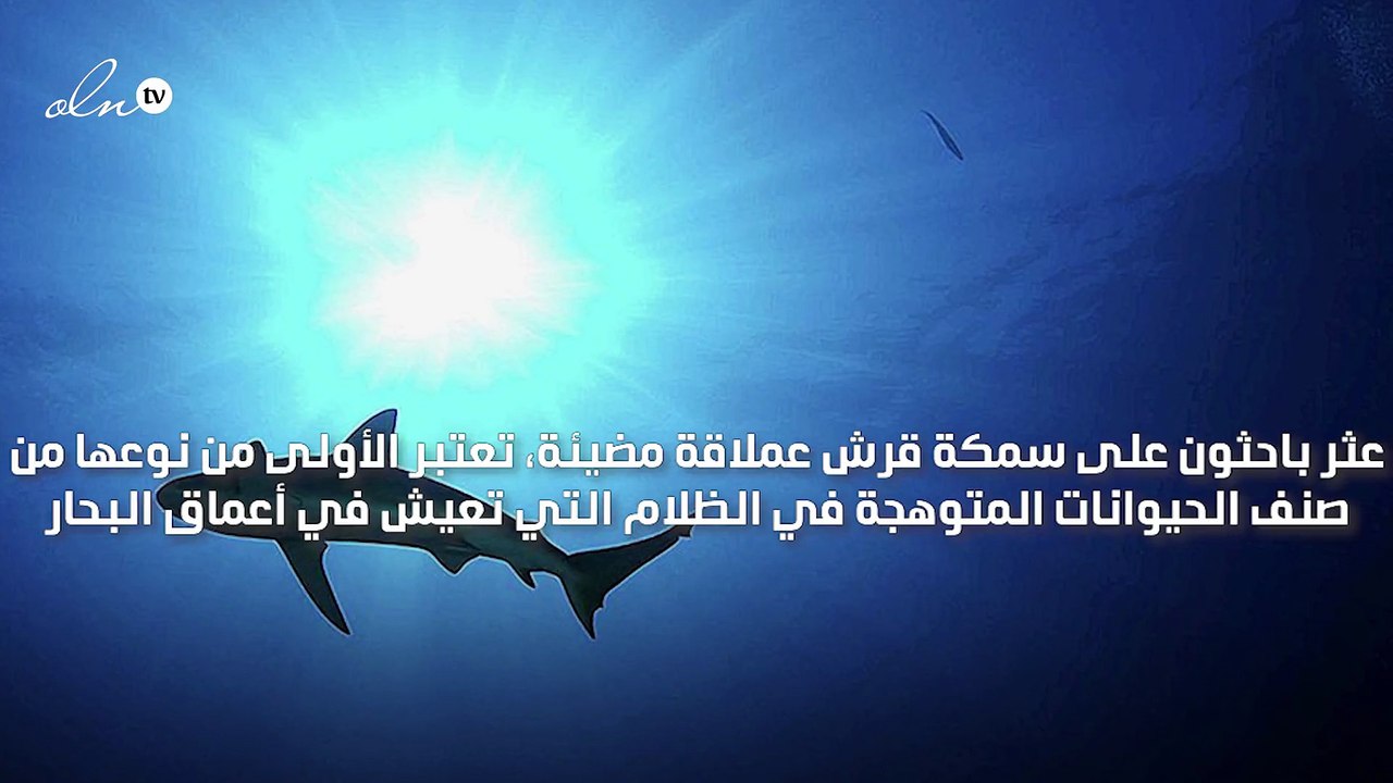 باحثون يعثرون على سمكة قرش تُعد أكبر حيوان متوهج عملاق في شفق المحيط