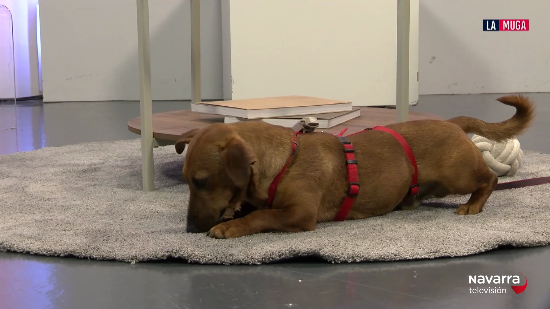 Max, un teckel de 2 años en adopción