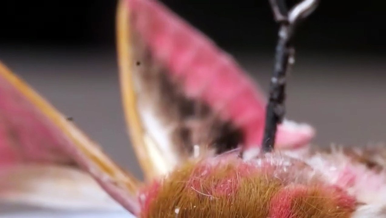 Transformez vos Balades : Création d'un Pommeau de Levier de Vitesse Papillon 🦋🔧