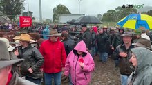 How 100 millimetres of rain lifted prices at the iconic Mountain Calf Sales