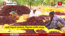 మిర్చి రేటు ఢమాల్‌‌ - రోజురోజుకు పడిపోతున్న ధరలు, ఆందోళనలో రైతులు