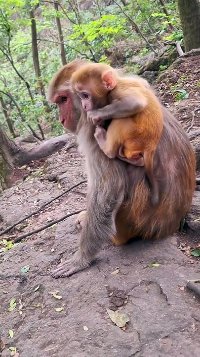 Baby monkey newborn and mom