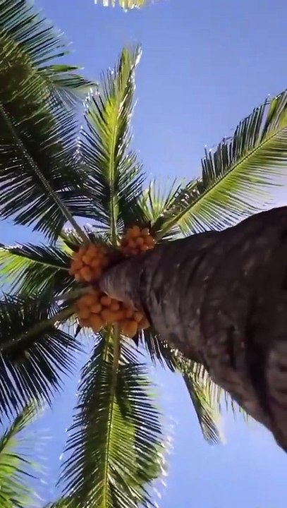 PALM TREET - Trim