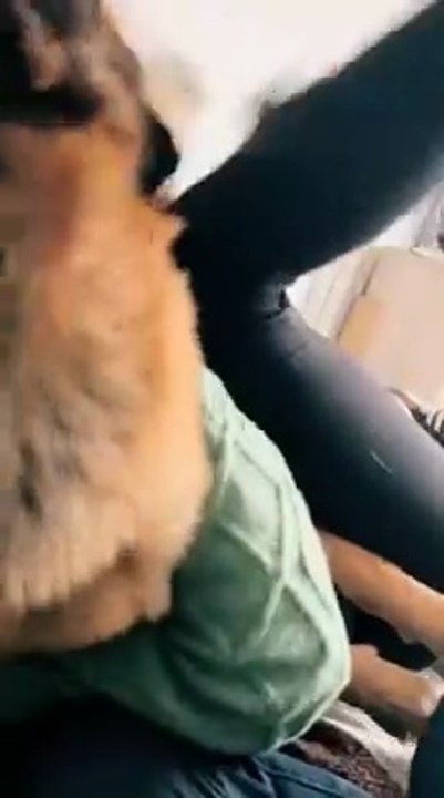 The cute animals rabbit funny Dogs -Gentl Golden Retrievers Dog Cuddly  dog Are Best Friends -Cute Puppies day How,! 🐩🐩🐩🐩🐩🐾🐾🐾🐾🐾 follow me please subscribe plz like please