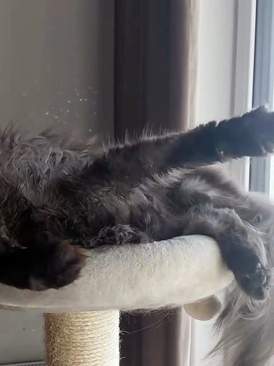This Maine Coon Just Invented the “Pet Me Now” Stretch 😂 #cat #funny #catshorts