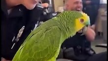 Parrot new Funny Video part_ 33 😂🦜 _parrotsof_parrot _cops _officer _talkingparr