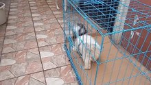Pepper meets the shih tzu